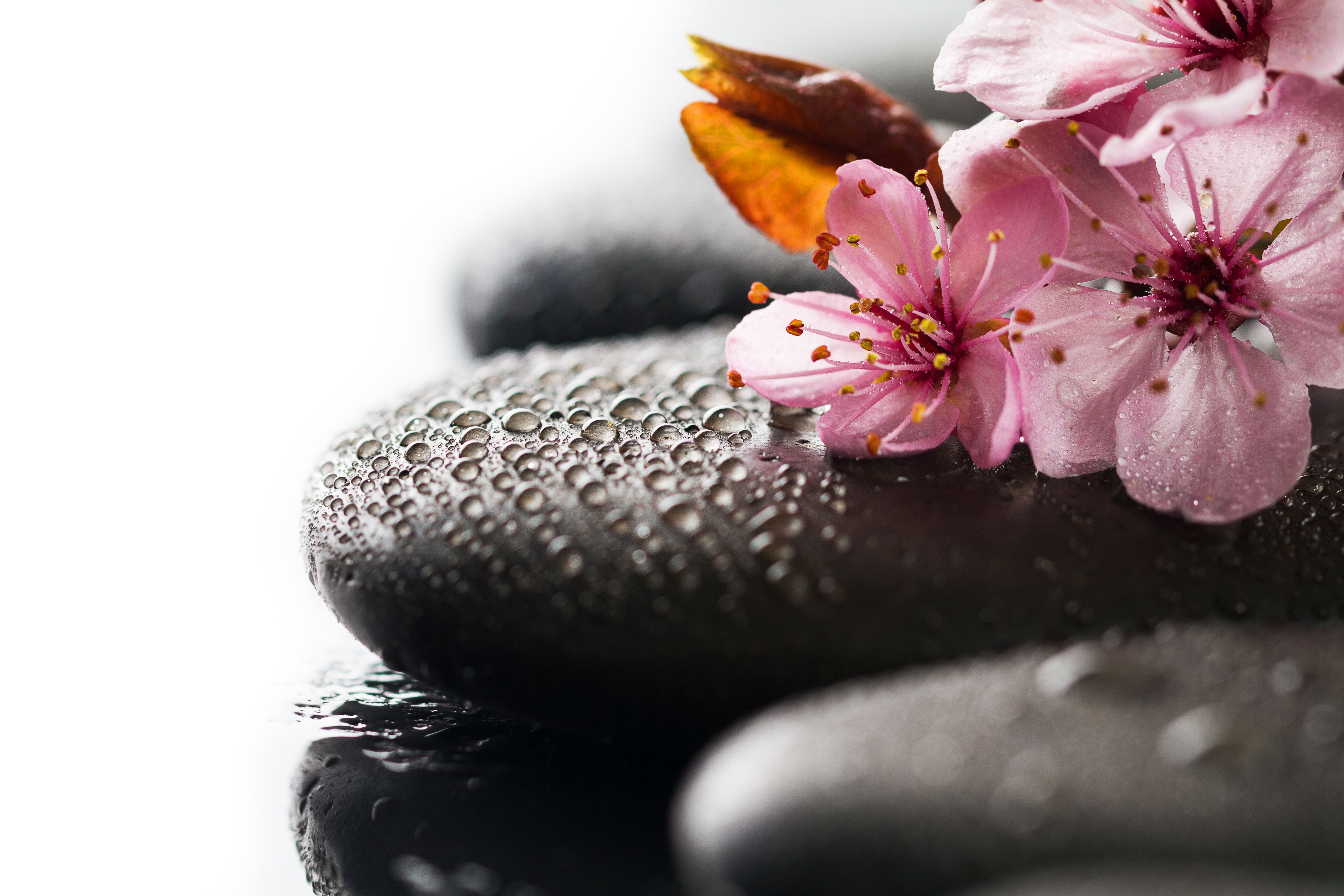 Beautiful Pink Spa Flowers On Spa Hot Stones On Water Wet Backgr